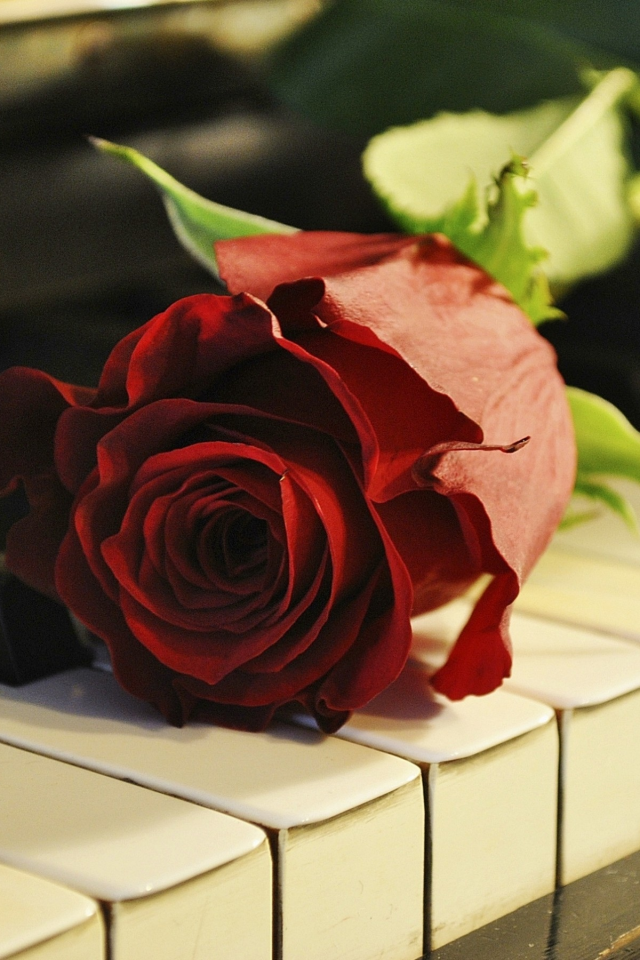 роза, пианино