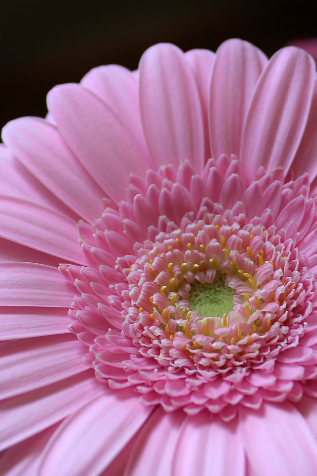 лепестки, petals, розовый, pink, гербера, цветок, gerbera, flower