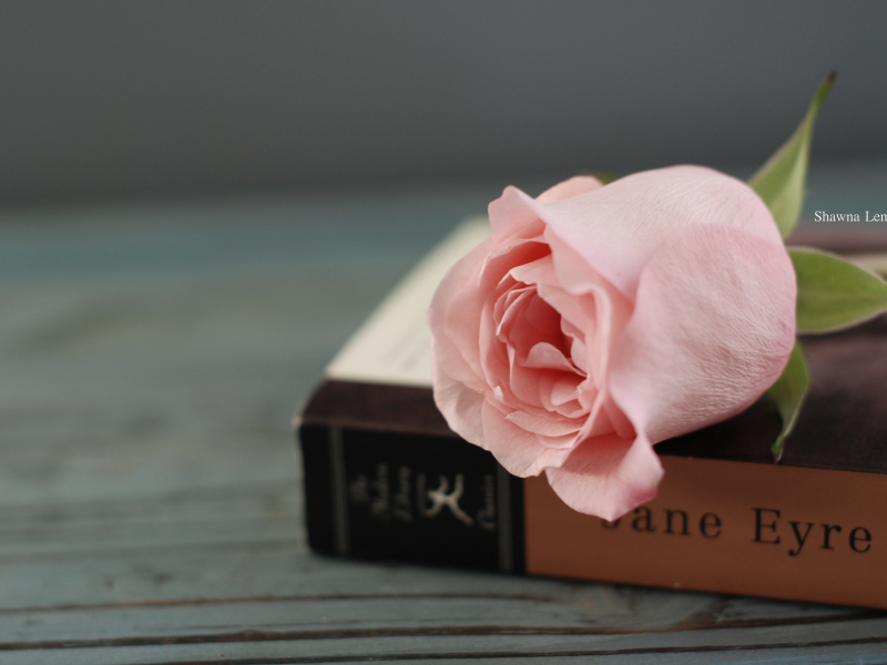 цветы, настроения, цветочек, роза, книга, розовая