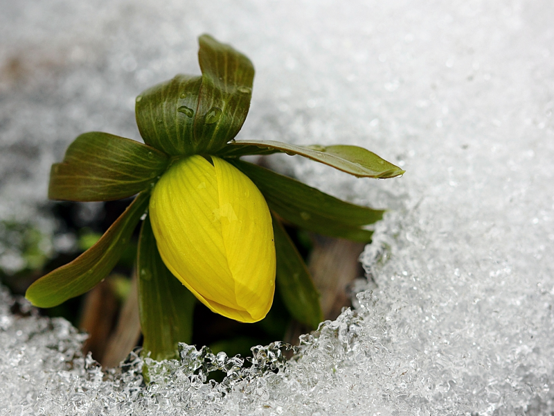 желтый, холод, цветок, весна, лед, бутон