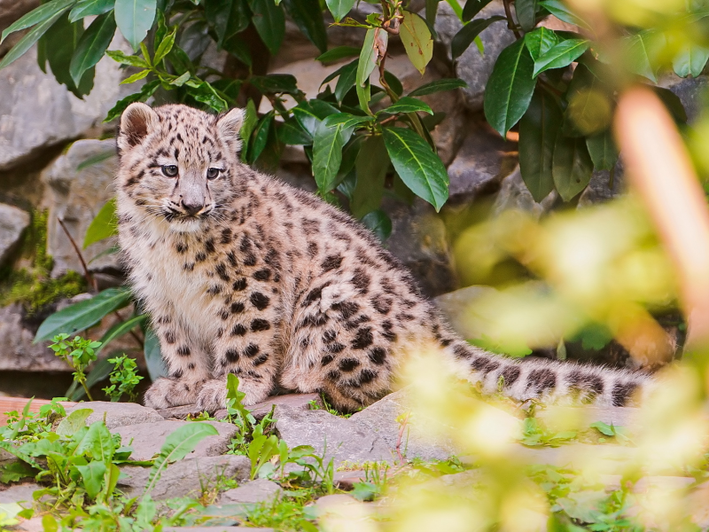 камни, снежный барс, листва, ирбис, snow leopard, котёнок