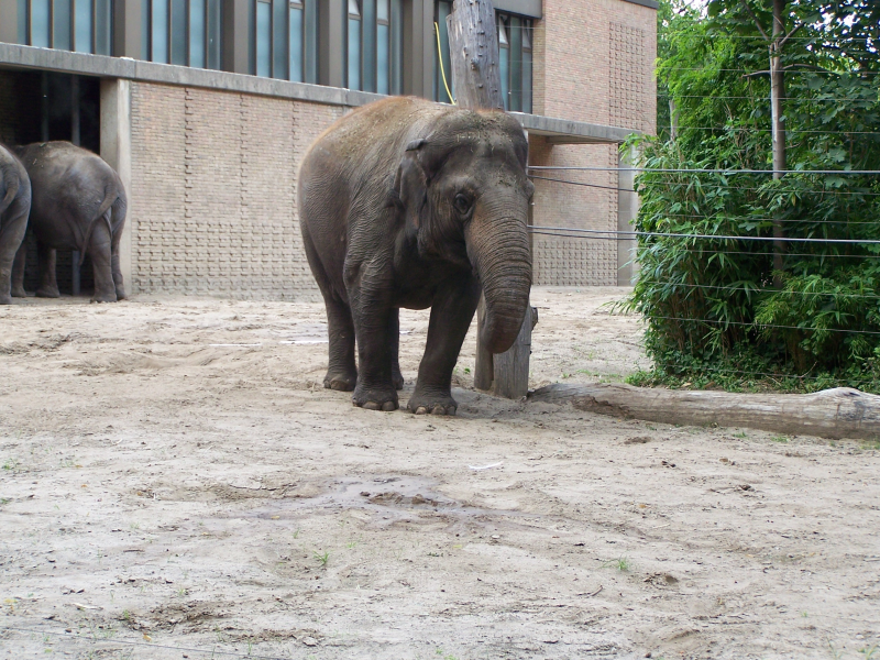 Слоны, Берлинский зоопарк
