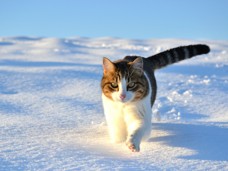 прогулка, зима, кошка, кот, снег