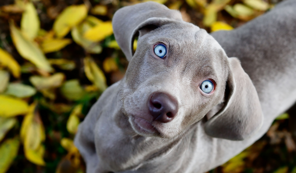 голубые, смотрит, собака, взгляд, листва, weimaraner, глаза