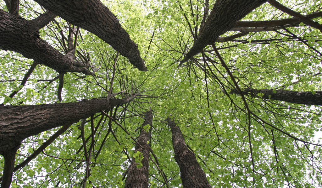 дерево, липа, природа