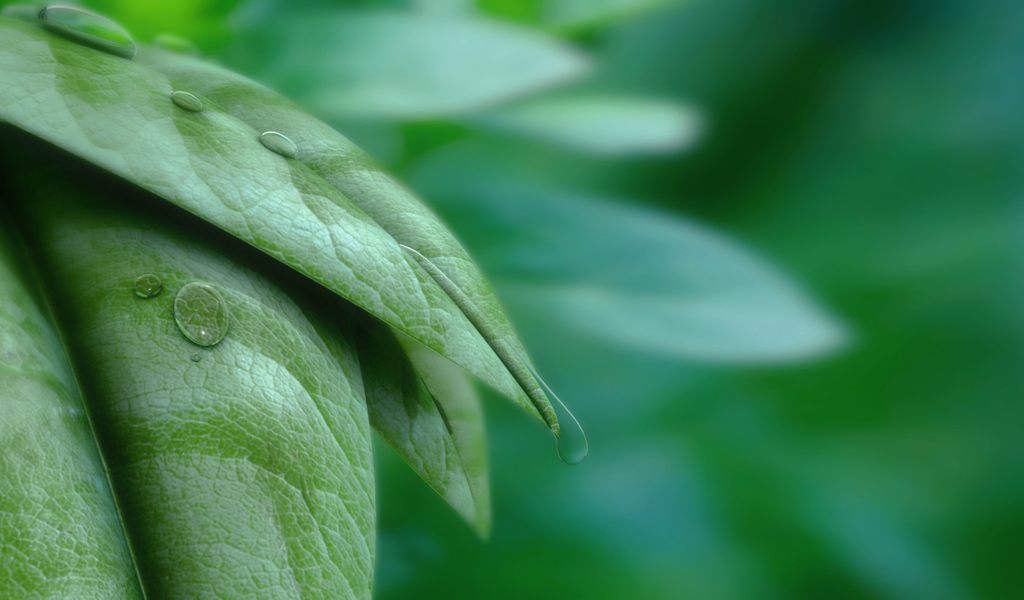 листья, капли, leaves and water