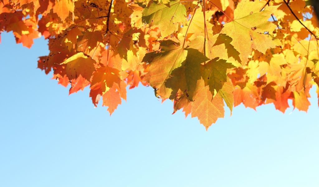 осень, 1920x1280, свет, листья, autumn, природа, небо, sky, leaves, light, nature