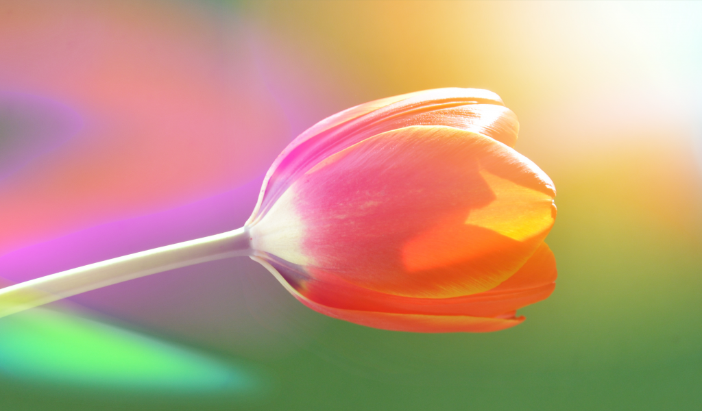 тюльпан, цвет, радужный, нежный, сияние