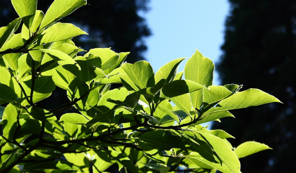 leaves, листья, macro, leag, природа, nature