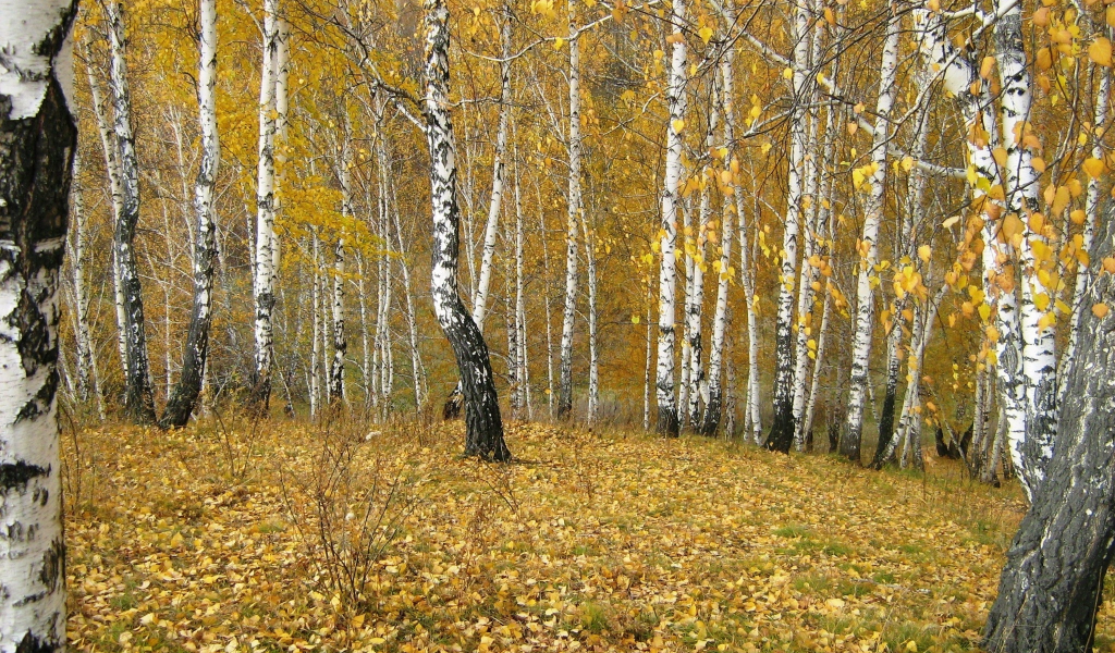 осенью, ручей, лес, гора