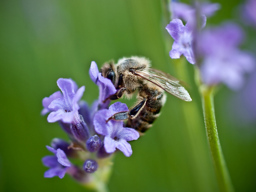 лето, пчелка, поле, насекомое, цветок, зеленый, природа, макро, пчела, сиреневый, цвет, растение, фиолетовый, луг, зелень