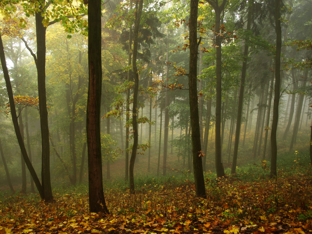 утро, опавшие, осень, туман, стройные, деревца, листья, жёлтые, пасмурно, лес