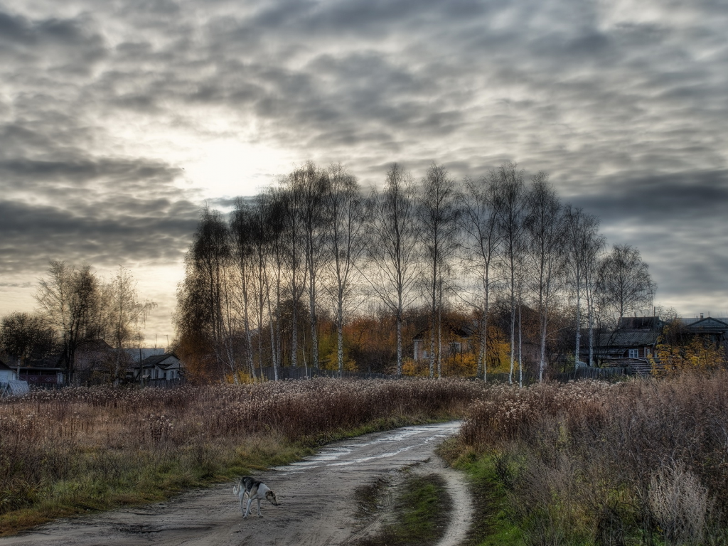 дорога, деревья, пастораль, собака