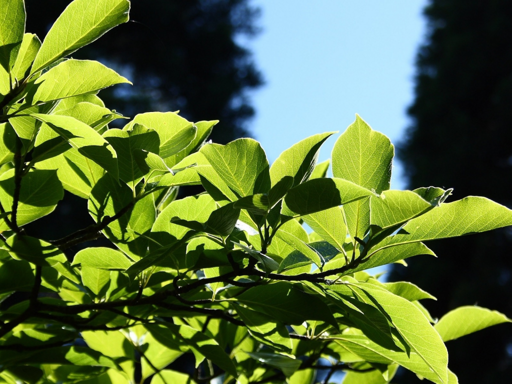 leaves, листья, macro, leag, природа, nature