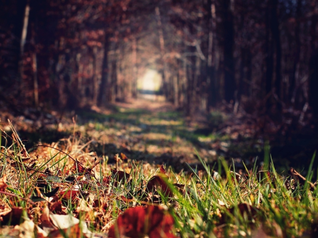 лес, трава, осень, размытость, листья, деревья, аллея