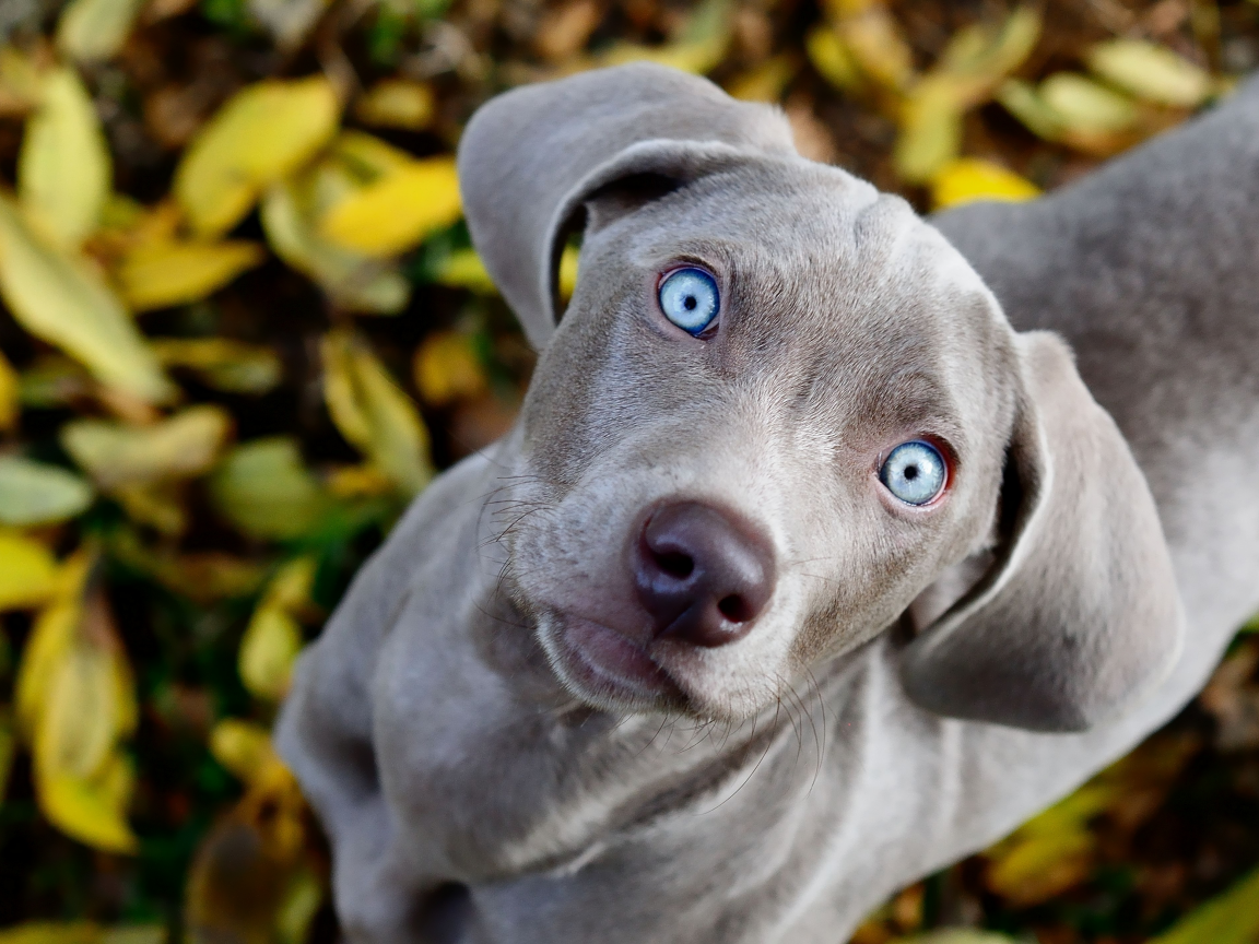 голубые, смотрит, собака, взгляд, листва, weimaraner, глаза