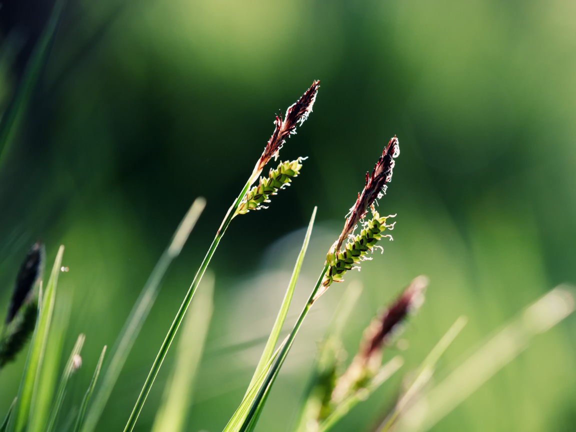 serenity, трава, зелень
