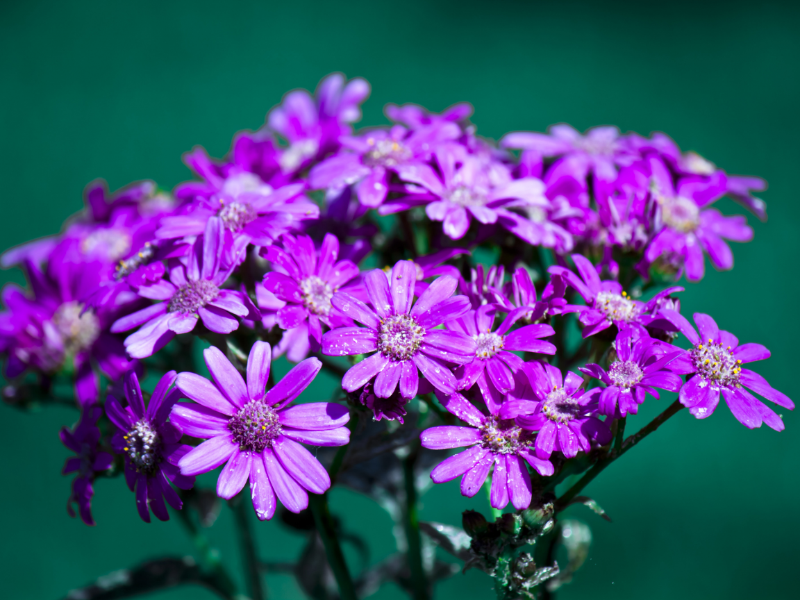 лепестки, макро, бутоны, цветки, цветы, flowers