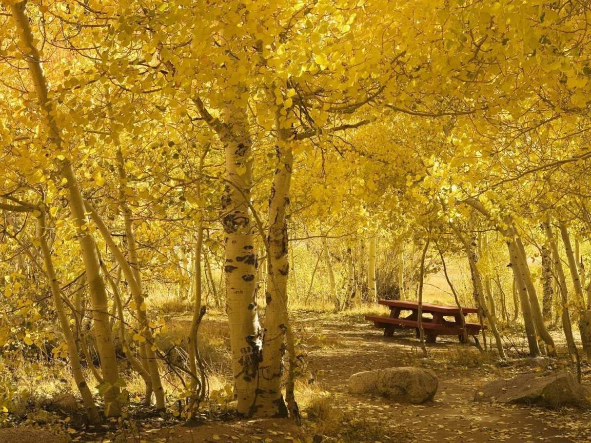 жёлтая, лесок, берёзовый, камни, залитый солнцем, листва, осень