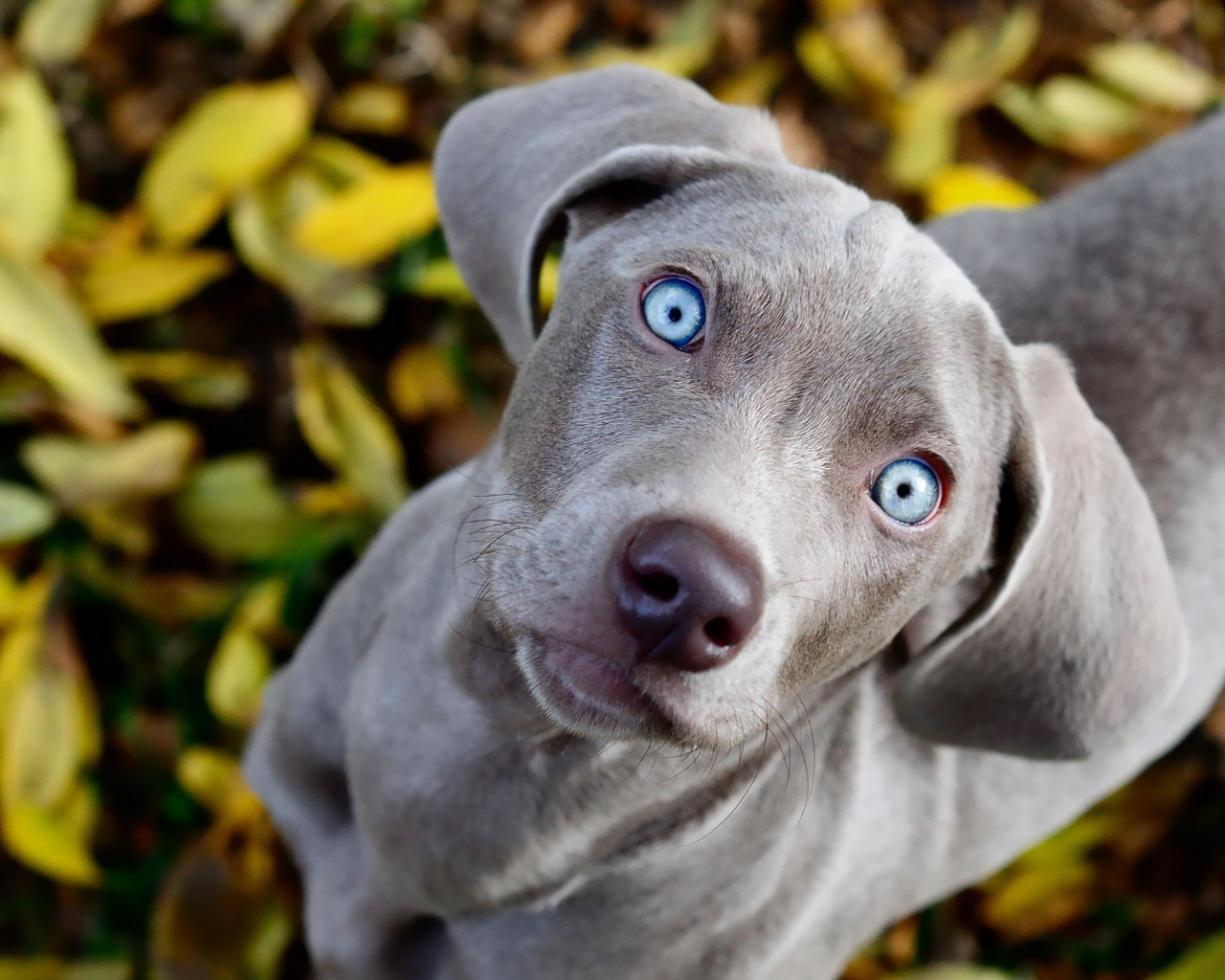 голубые, смотрит, собака, взгляд, листва, weimaraner, глаза