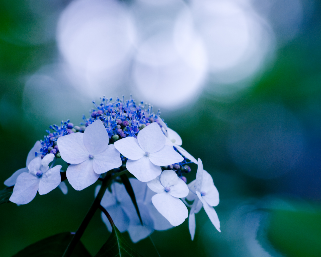макро, синий, цветок, голубой, блики, растение