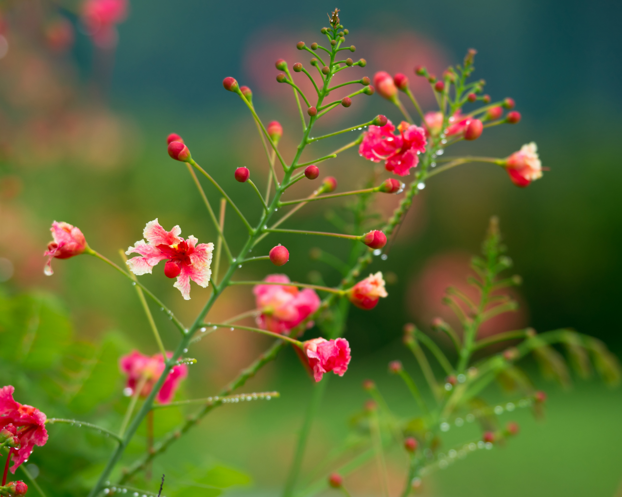розовокррасные, куст, цветы