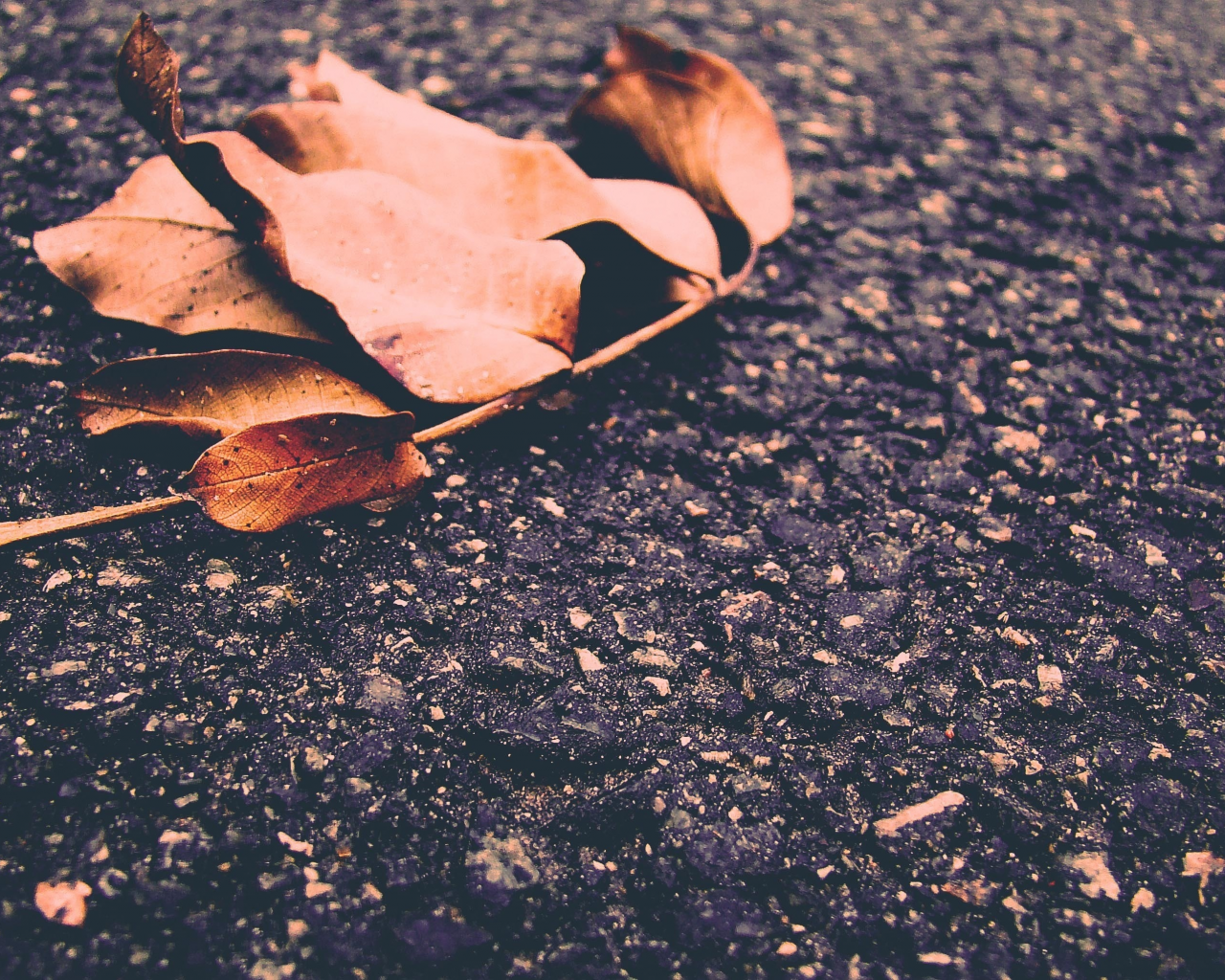 зима, осень, орех, асфальт, листья