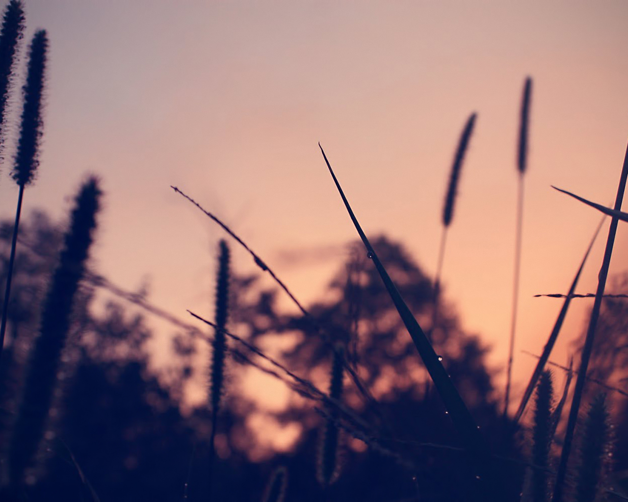 dew, трава, grass, вечер, evening, роса