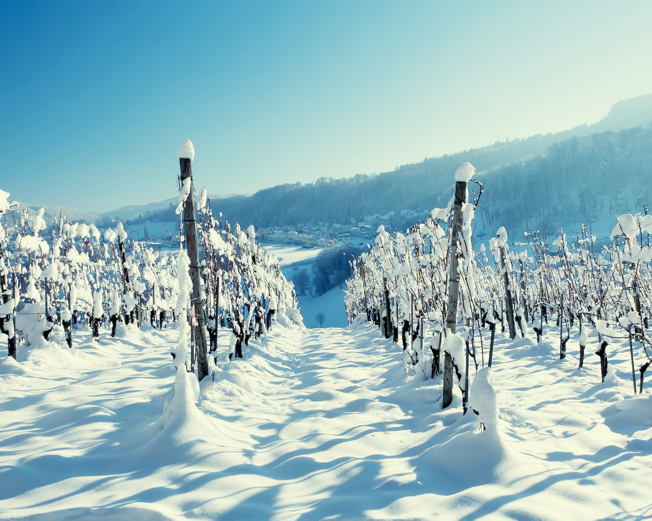 лоза, снег, зимние обои, лес, виноградник, зима, горы, деревня, пейзажи