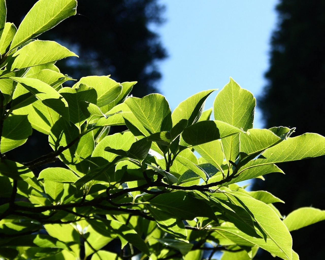 leaves, листья, macro, leag, природа, nature