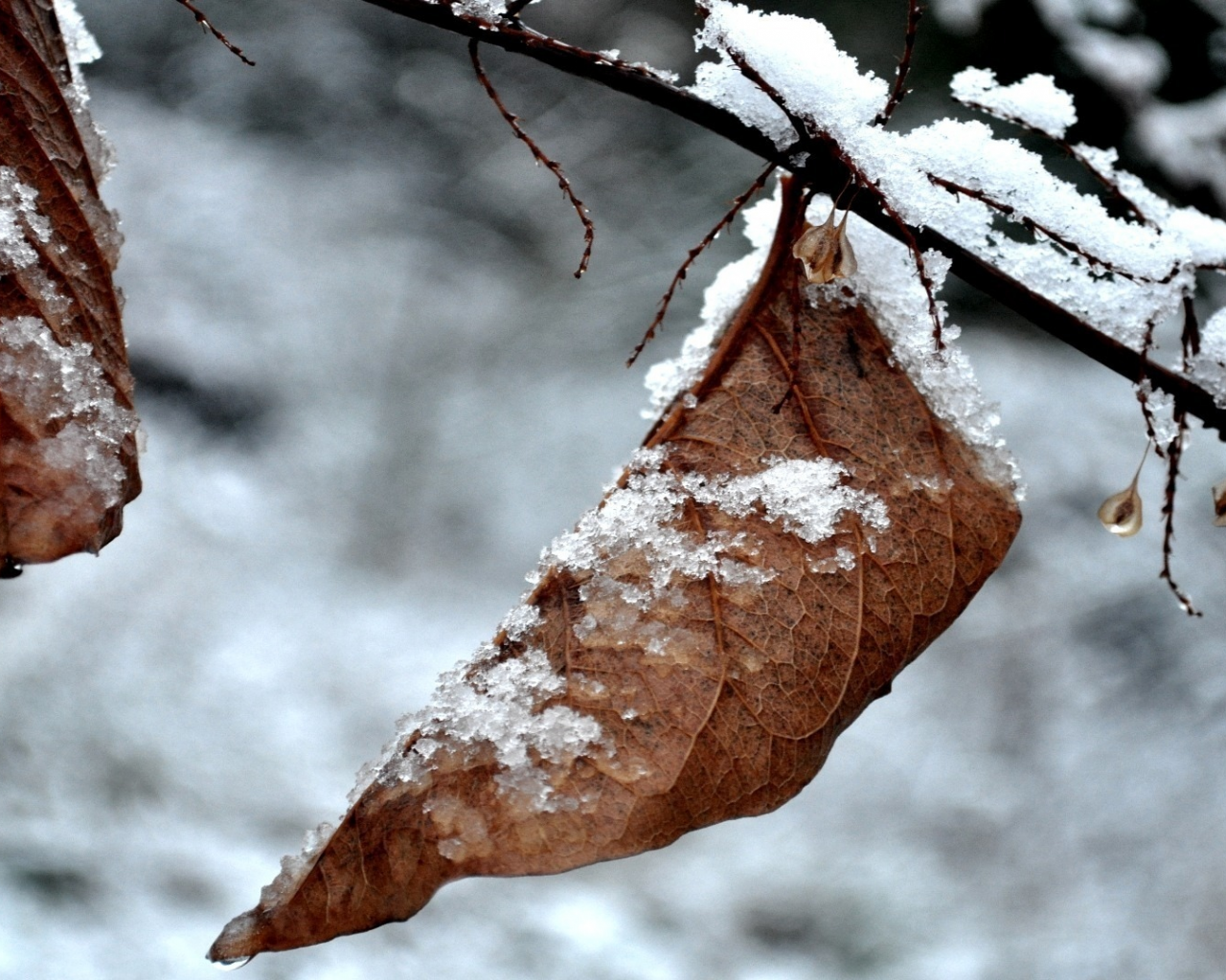 зима, листья, природа, фото, зимние фотографии, макро