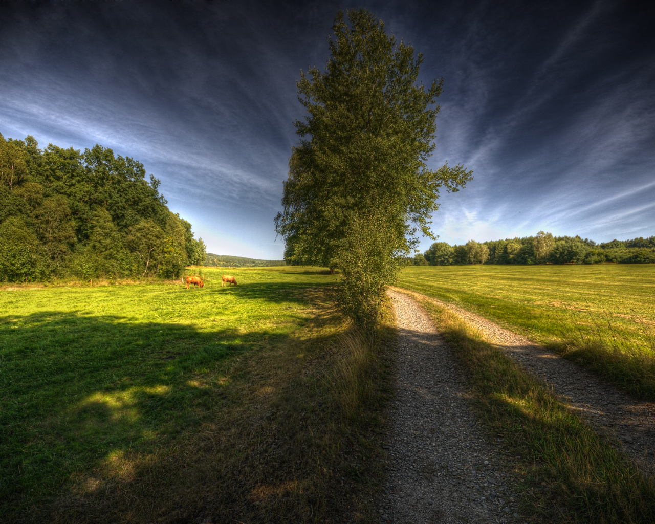 коровы, дерево, way to heaven, дорога