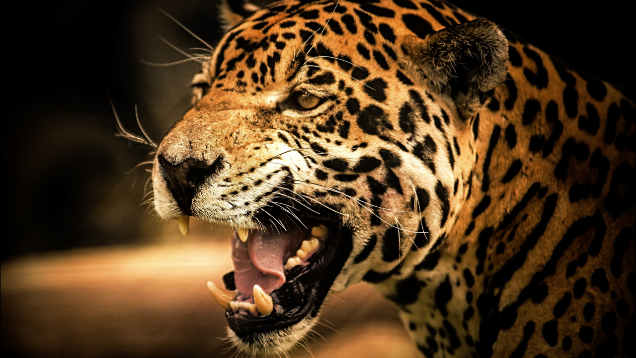 кошка, взгляд, predator, roar, view, cat, jaguar, дикая, рык, wild, ягуар