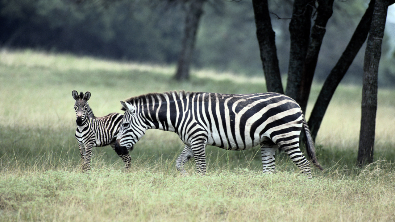 zebra, зебры, семейство