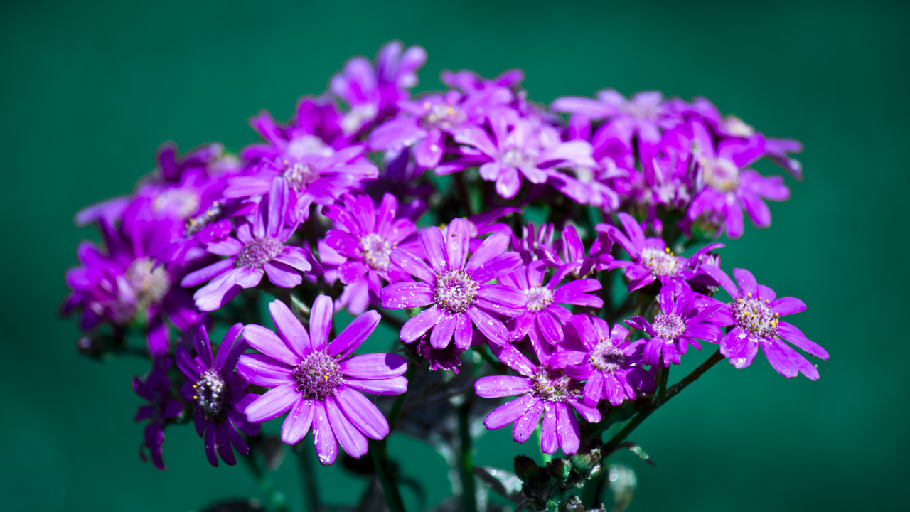 лепестки, макро, бутоны, цветки, цветы, flowers