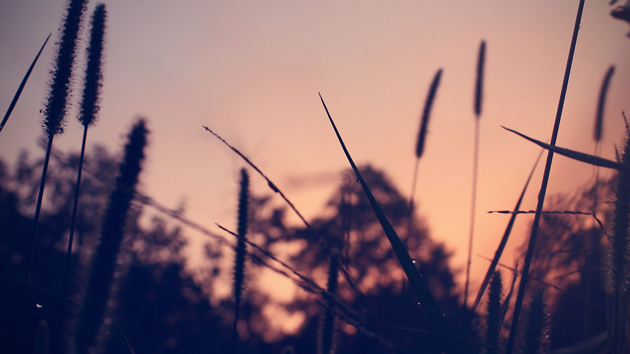 dew, трава, grass, вечер, evening, роса