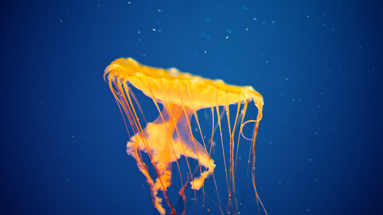 желтая, медуза, jellyfish invasion
