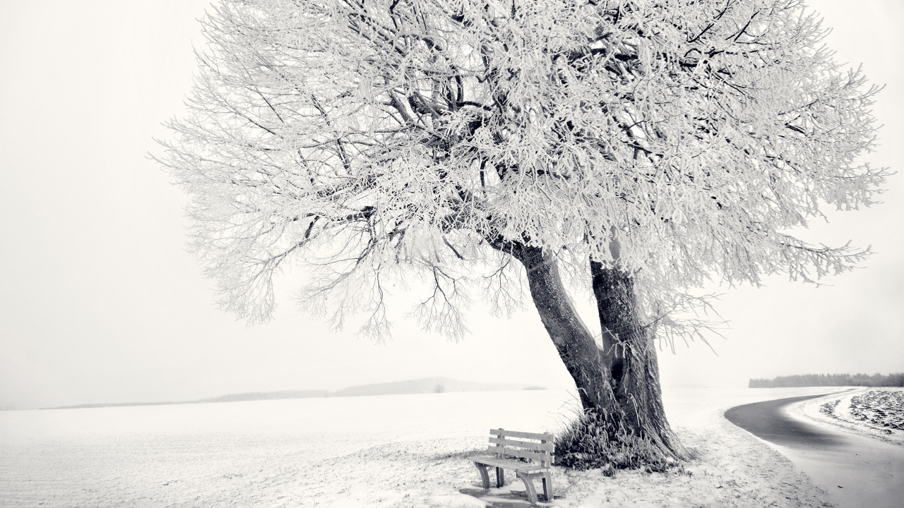 зима, frozen tree, снег, дерево