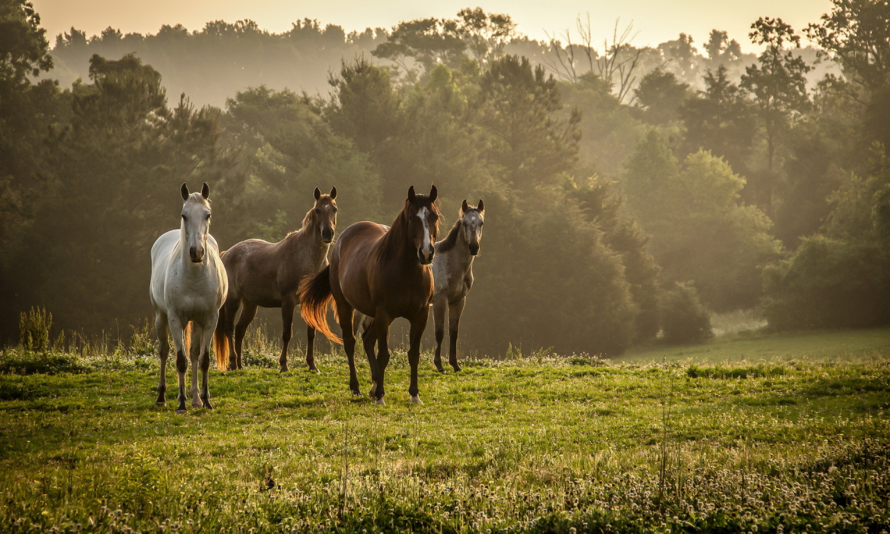кони, поле, природа