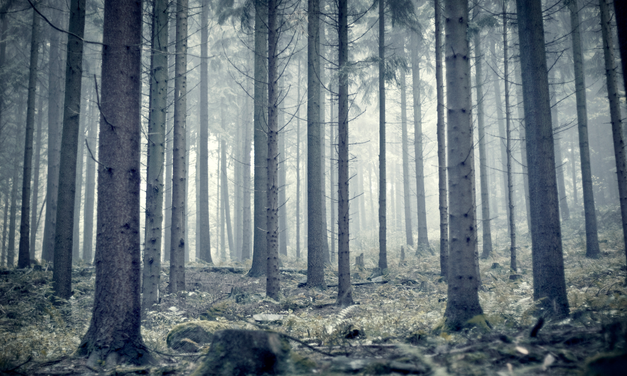 heidelberg, туман, лес, germany, сосны, утро, гейдельберг, стволы, германия