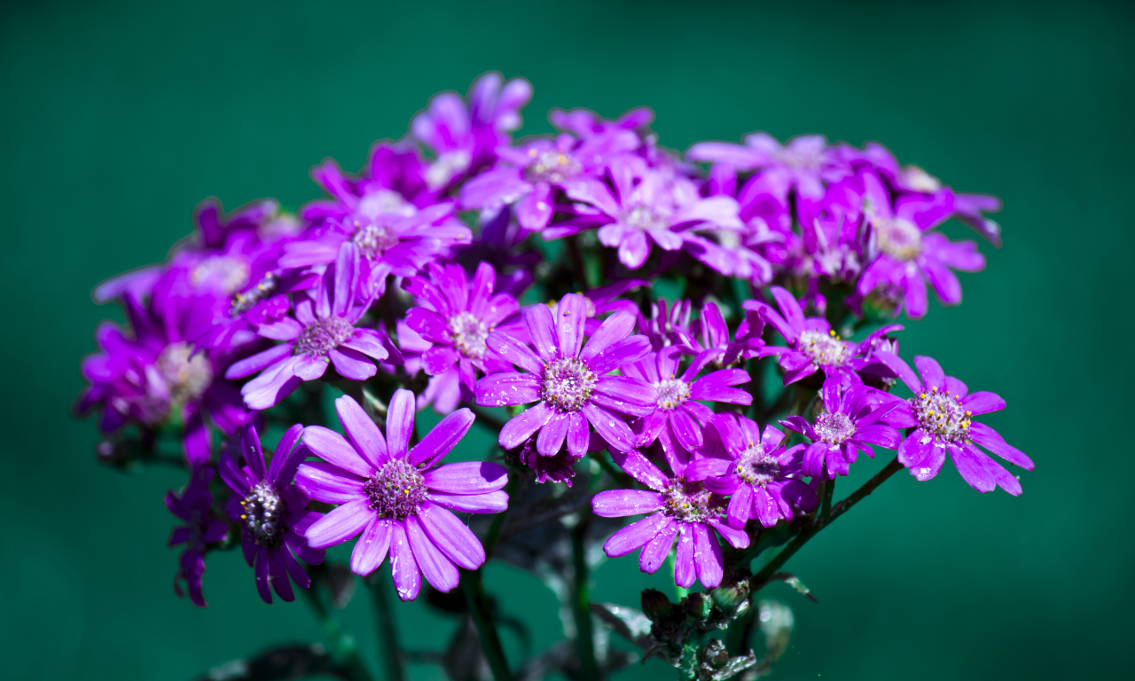 лепестки, макро, бутоны, цветки, цветы, flowers