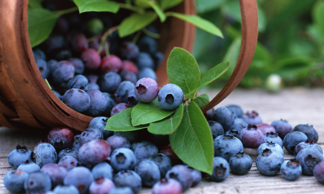 корзина, черника, fruits, blueberry
