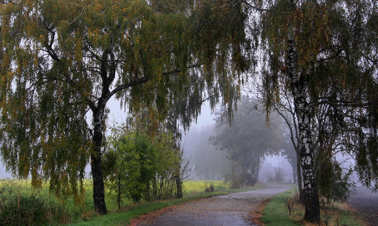 дорога, туман, деревья