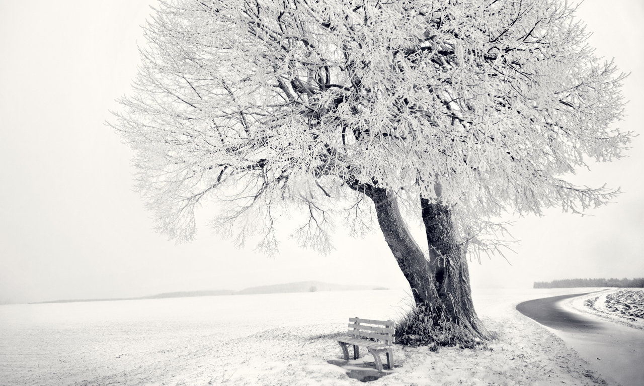 зима, frozen tree, снег, дерево