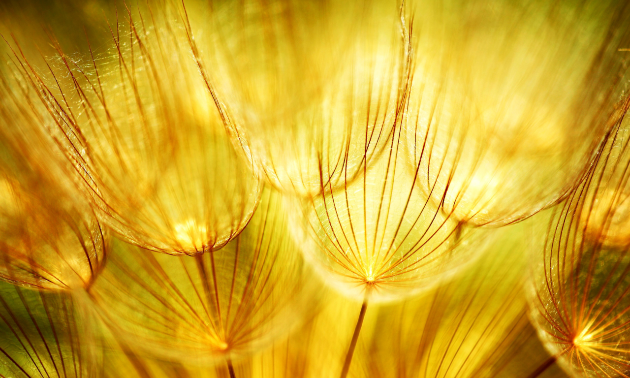 природа, золотые, одуванчики, соцветие, golden dandelions, макро