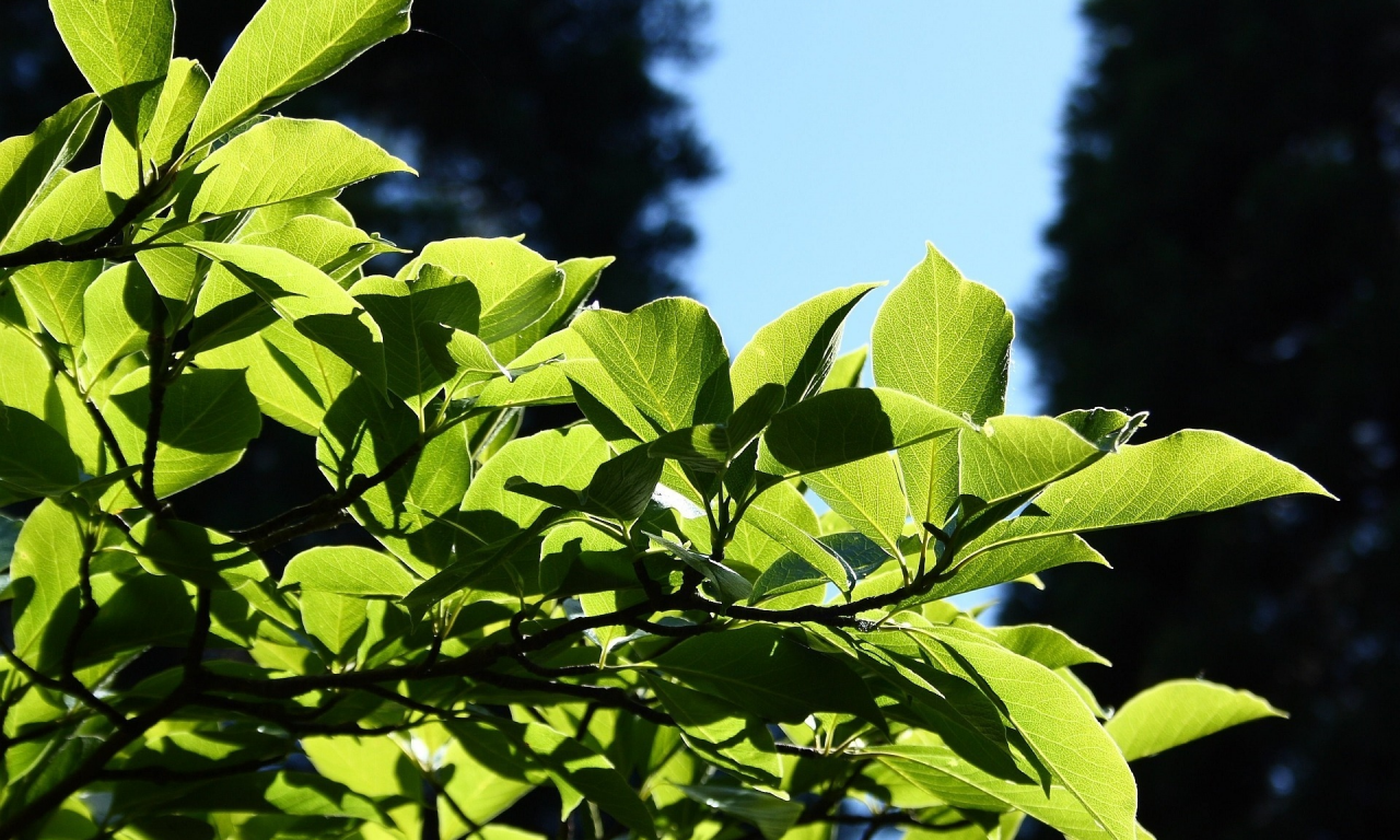 leaves, листья, macro, leag, природа, nature