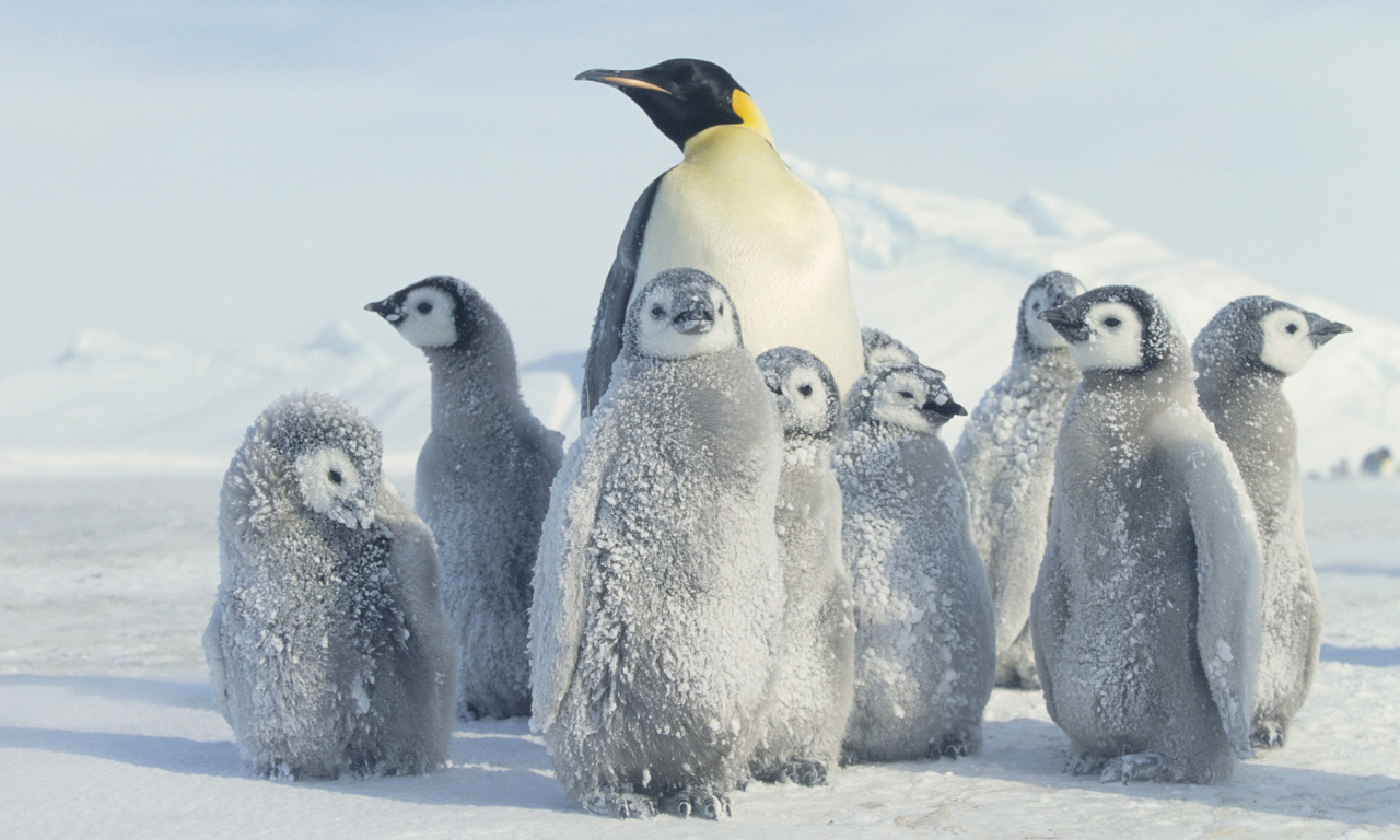 антарктида, пингвин, снег, antarctica, penguin