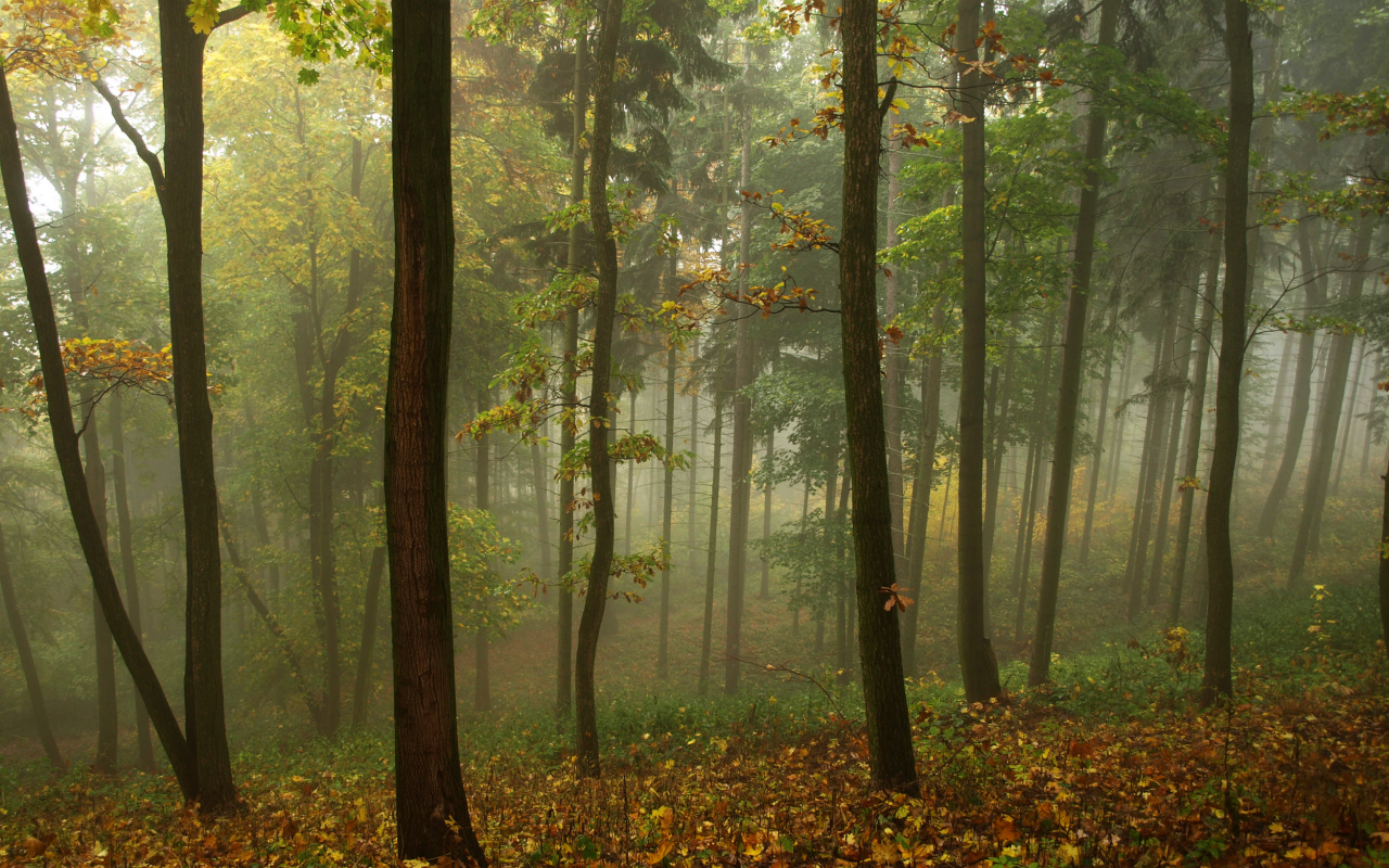 утро, опавшие, осень, туман, стройные, деревца, листья, жёлтые, пасмурно, лес
