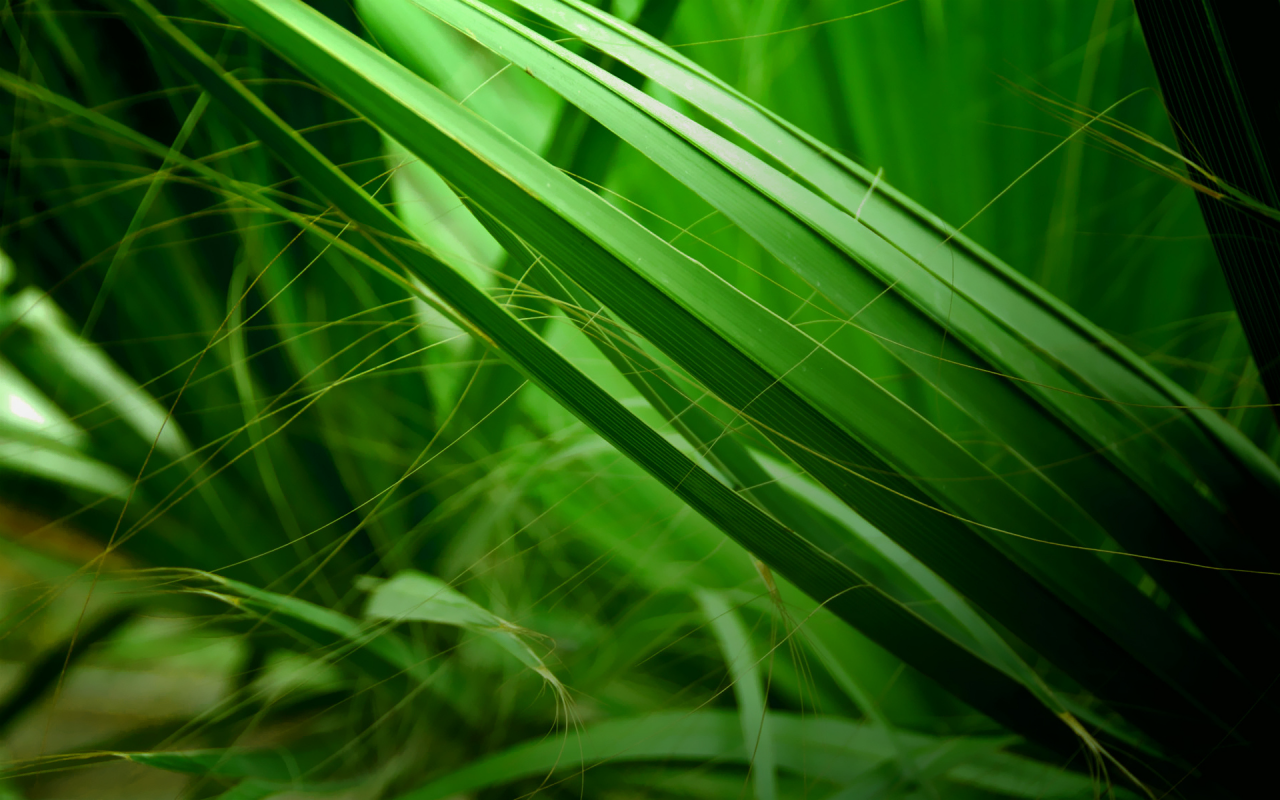 зелёный, природа, фон, болото, трава, макро фото