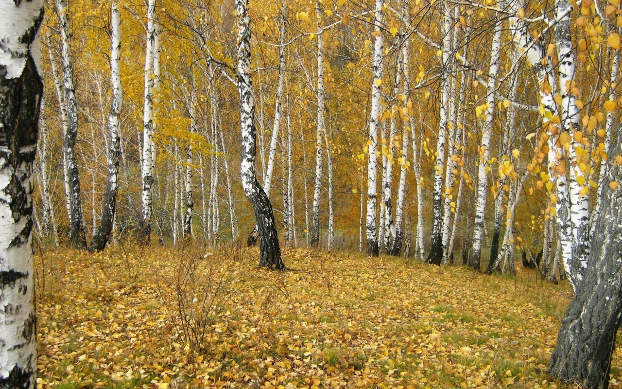 осенью, ручей, лес, гора